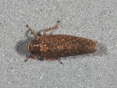 Texananus longipennis