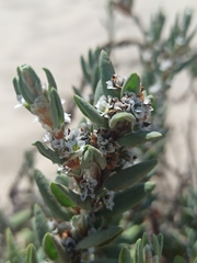 Polygonum maritimum