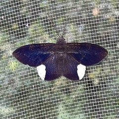 Hemeroblemma leontia