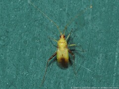 Phytocoris luteolus