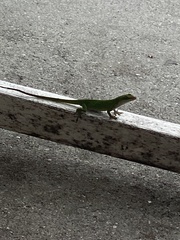 Anolis carolinensis