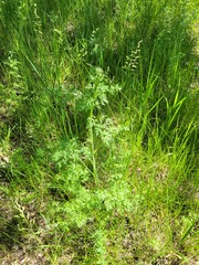 Peucedanum alsaticum