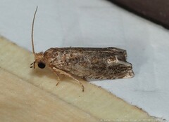 Epiblema abruptana