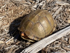Terrapene carolina triunguis