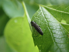 Agrilus
