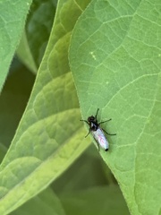 Diptera