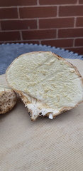 Calvatia
