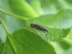 Agrilus
