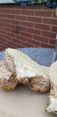 Calvatia