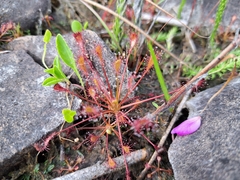 Drosera intermedia