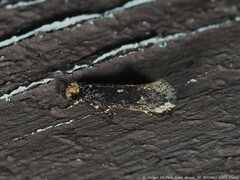 Doleromorpha porphyria