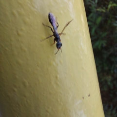 Pseudomyrmex