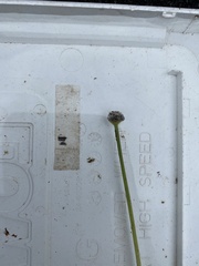 Eriocaulon aquaticum