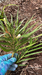 Gomphocarpus