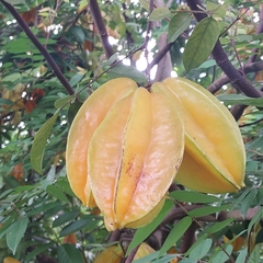 Averrhoa carambola