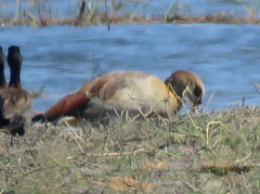 Alopochen aegyptiaca