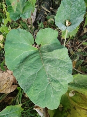 Arctium