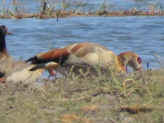 Alopochen aegyptiaca