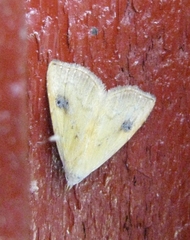 Rivula sericealis