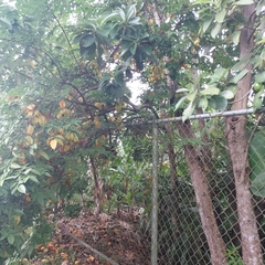 Averrhoa carambola