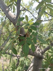 Bursera