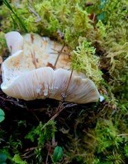 Lactifluus piperatus