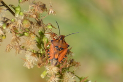 Carpocoris mediterraneus