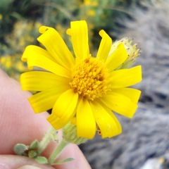 Heterotheca