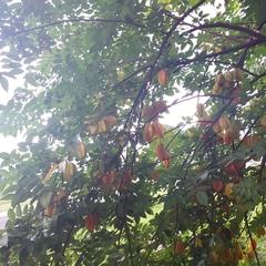 Averrhoa carambola