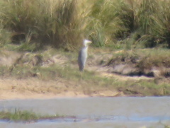 Ardea cinerea cinerea