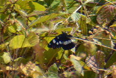 Limenitis reducta