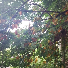 Averrhoa carambola