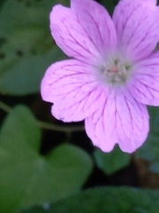 Geranium nodosum