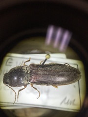 Hemicrepidius nemnonius