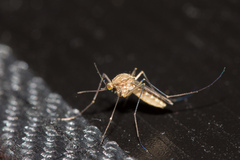 Culex pipiens