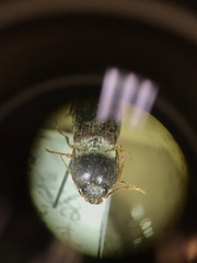 Hemicrepidius nemnonius