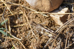 Oedaleus decorus