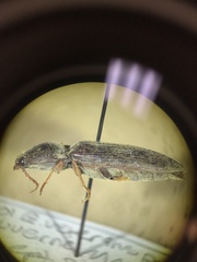 Hemicrepidius nemnonius