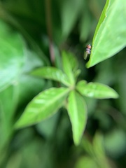 Milichiidae