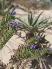 Echium gaditanum
