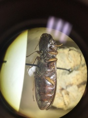 Hemicrepidius nemnonius