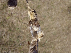 Larinioides cornutus