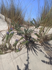 Echium gaditanum