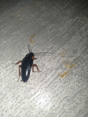 Pseudoderopeltis albilatera