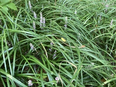 Liriope