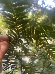 Taxus