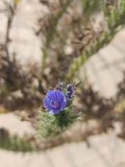 Echium gaditanum