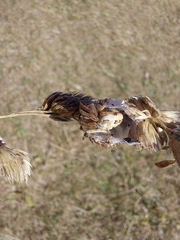 Larinioides cornutus