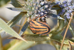 Graphosoma semipunctatum