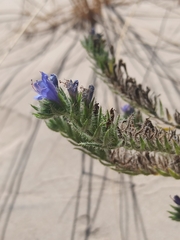 Echium gaditanum